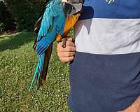 macaw-blue-gold-macaw-for-sale