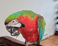 hybrid-macaw-for-sale-in-milford-pa