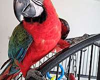 macaw-for-sale-in-milford-pa