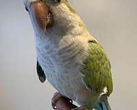 parrot-for-sale-in-collingswood-nj