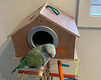 green-bird-for-sale-in-collingswood-nj