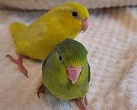 green-yellow-bird-for-sale-in-bradenton-fl