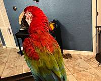 quiet-macaw-green-wing-macaw-for-sale