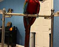 macaw-green-wing-macaw-bird-adoption