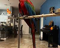 aggressive-macaw-green-wing-macaw-for-sale