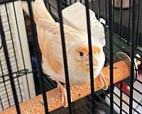 canary-for-sale-in-new-bern-nc