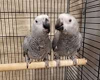 congo-african-grey-parrot-for-sale-in-franklinton-la