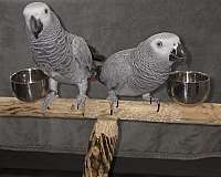 congo-african-grey-parrot-for-sale-in-franklinton-la