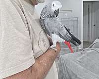 bird-for-sale-in-franklinton-la