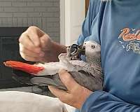 young-bird-for-sale-in-franklinton-la