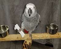 bird-parrot-for-sale-in-franklinton-la