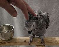 grey-bird-for-sale-in-franklinton-la
