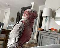 rose-breasted-cockatoo-for-sale-in-ocala-fl