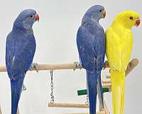 blue-bird-for-sale-in-dagsboro-de