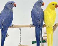 parrot-for-sale-in-dagsboro-de