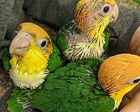 white-bellied-caique-for-sale