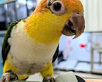 white-bellied-caique-for-sale