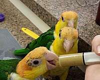 white-bellied-caique-for-sale