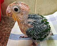 cute-bird-for-sale