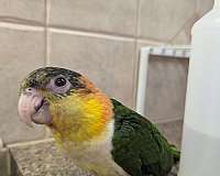 companion-bird-for-sale