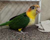 cute-bird-for-sale