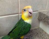white-bellied-caique-for-sale