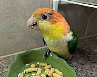 handfed-bird-for-sale