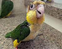 black-white-bird-for-sale-in-texas