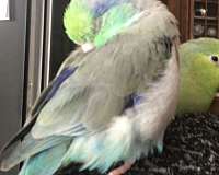 pastel-bird-for-sale