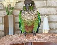 green-peach-conure-parrot-for-sale