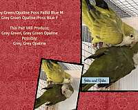 albino-quaker-parrots-for-sale