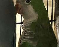 grey-quaker-parrots-for-sale