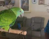 medium-amazon-parrot-for-sale