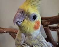 cinnamon-lutino-bird-for-sale-in-murfreesboro-tn