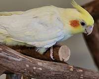 cockatiel-for-sale