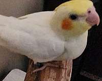 young-cockatiel-for-sale