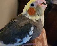 cinnamon-lutino-bird-for-sale-in-murfreesboro-tn