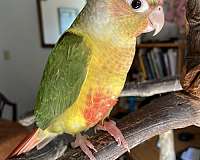 green-cheek-conure-for-sale-in-greenfld-ctr-ny