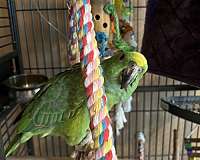 amazon-parrot-for-sale-in-endicott-ny