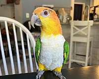 white-bellied-caique-for-sale-in-texas