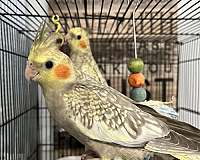 bird-parrot-adoption-in-westfield-ma