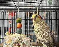 bird-adoption-in-westfield-ma
