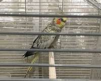small-lady-gouldian-finch-for-sale