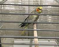 exotic-lady-gouldian-finch-for-sale