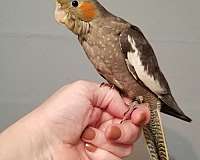 bird-parrot-for-sale-in-midlothian-va