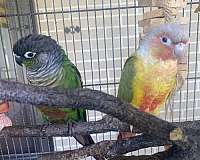 adult-bird-for-sale-in-fort-recovery-oh