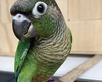 red-green-cheek-conure-for-sale