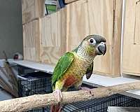 green-cheek-conure-for-sale