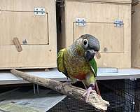 red-green-cheek-conure-for-sale