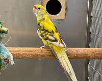 pied-bird-for-sale-in-riverbank-ca